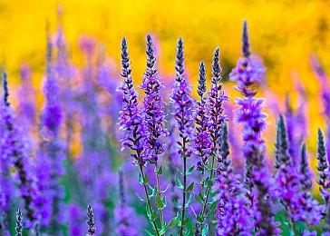 《无人深空》将迎来今年最大更新：世界 第一部分