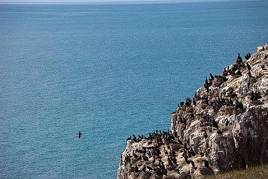 《Apex英雄》发布双重击收集活动预告 将推出四排模式